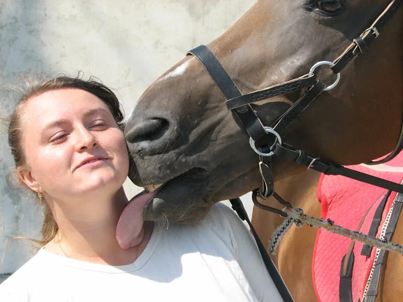 Язык лошади. Языков конь. Длинный язык конь. Лошадь с языком на плече.