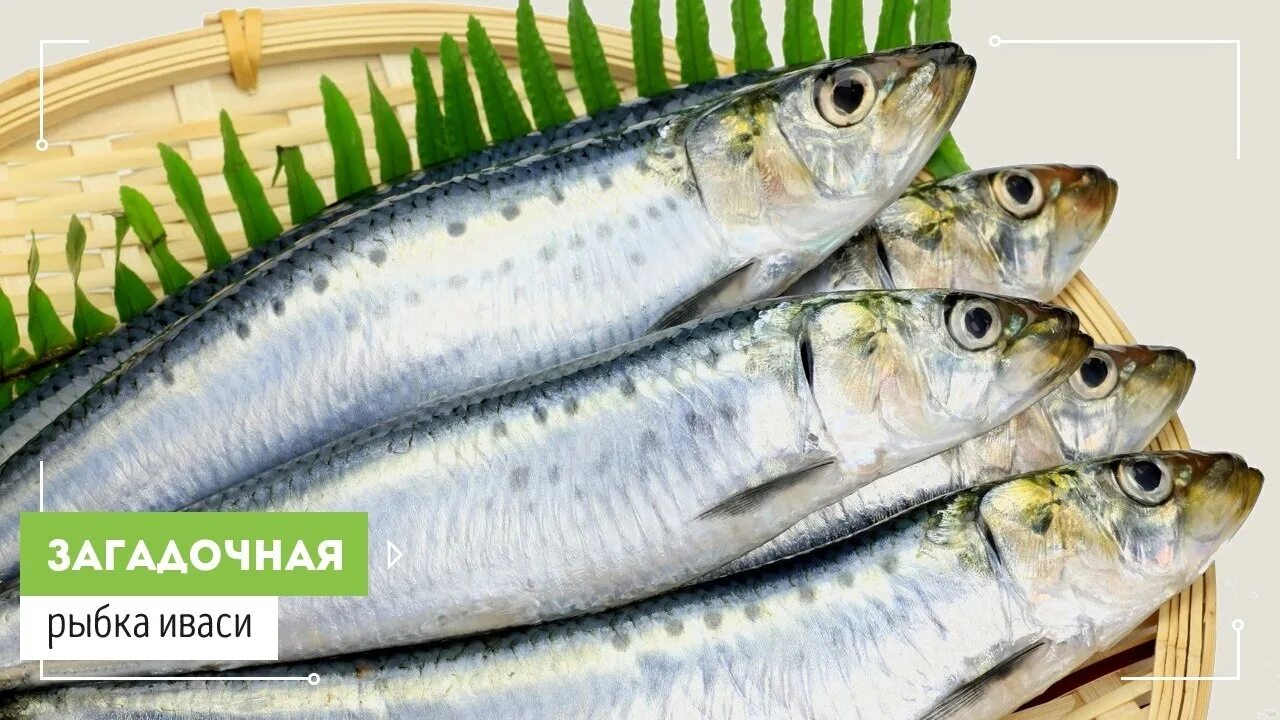 Сельдь иваси хк. Скумбрия иваси. Иваси пряного посола. Иваси польза. Дальневосточная сардина иваси.