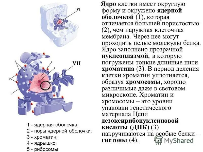 Белки ядра клетки. Белки ядра клетки