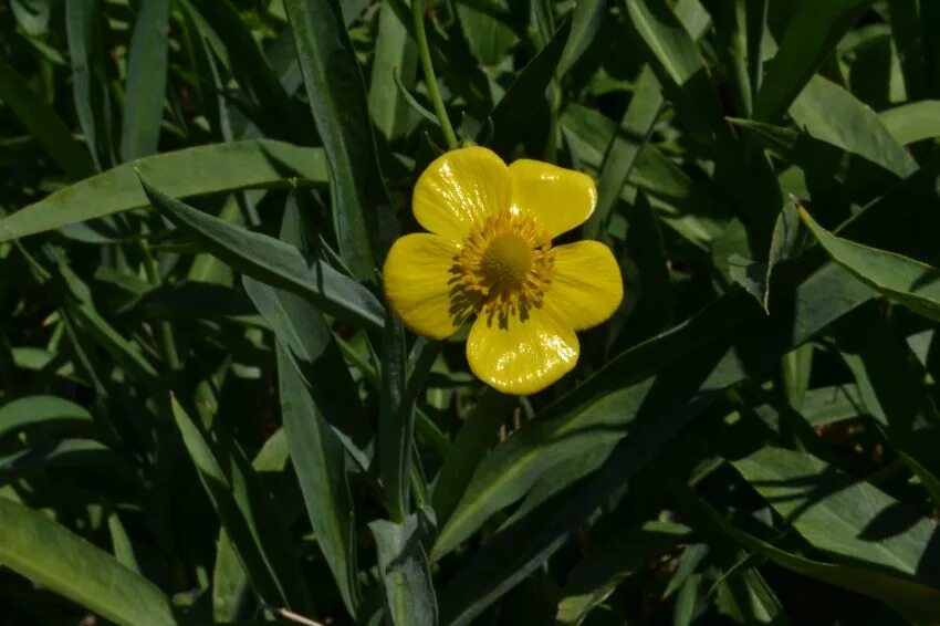 Лютик языколистный. Лютик длиннолистный Ranunculus lingua l.. Ranunculus lingua Лютик язычковый. Лютик языколистный Астраханского заповедника.