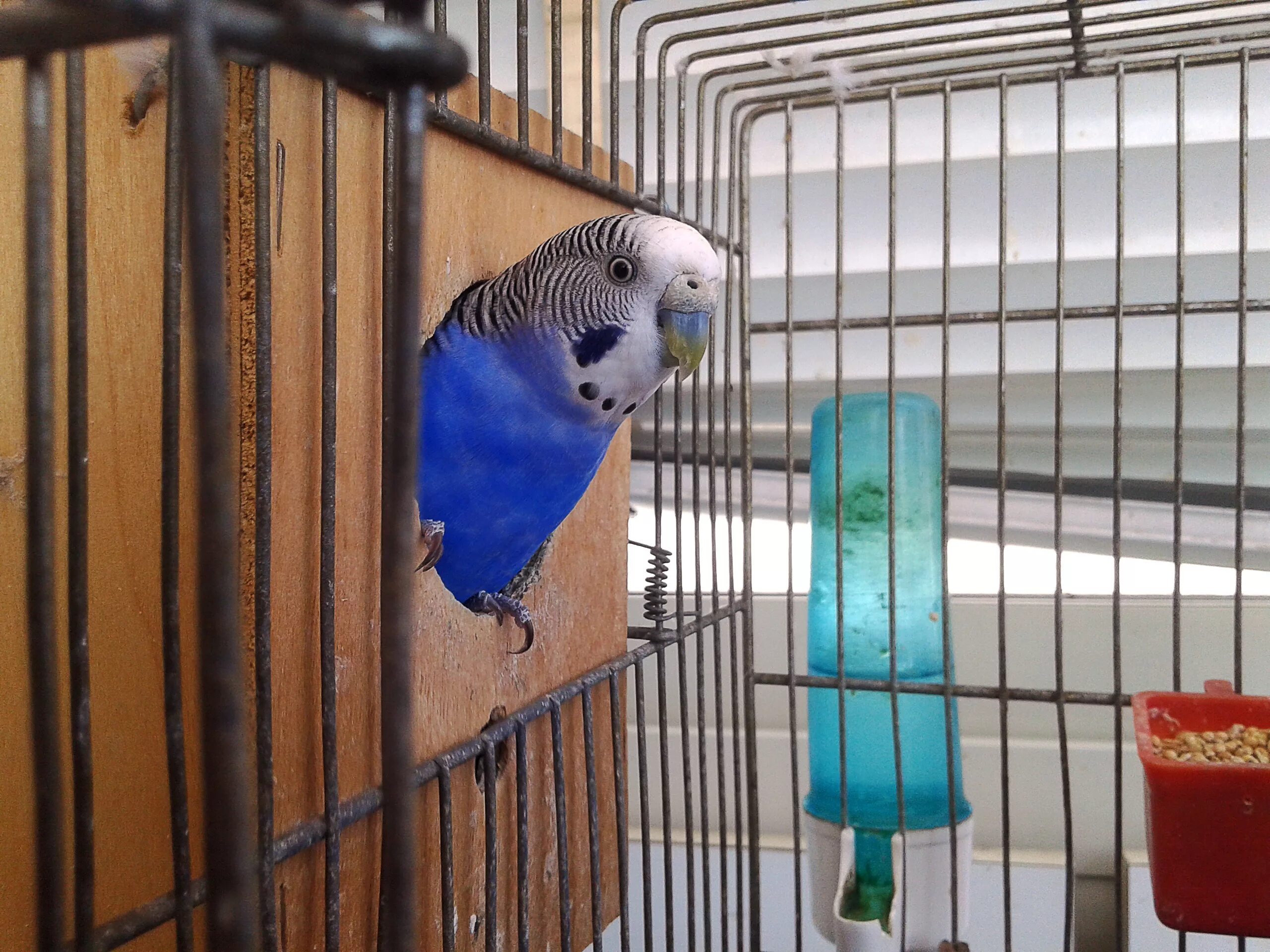 Клетка для волнистого попугая синяя. Клетки для домашней попугайчиков. Как загнать попугая в клетку