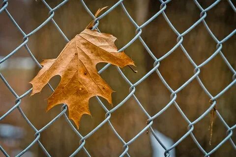 Mine leaves