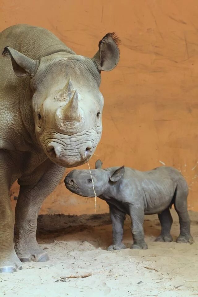 Суматранский носорог. Берлинский зоопарк носорог. Новорожденные носороги. Носорог малыш. Сколько детенышей носорога родилось в 2001 году