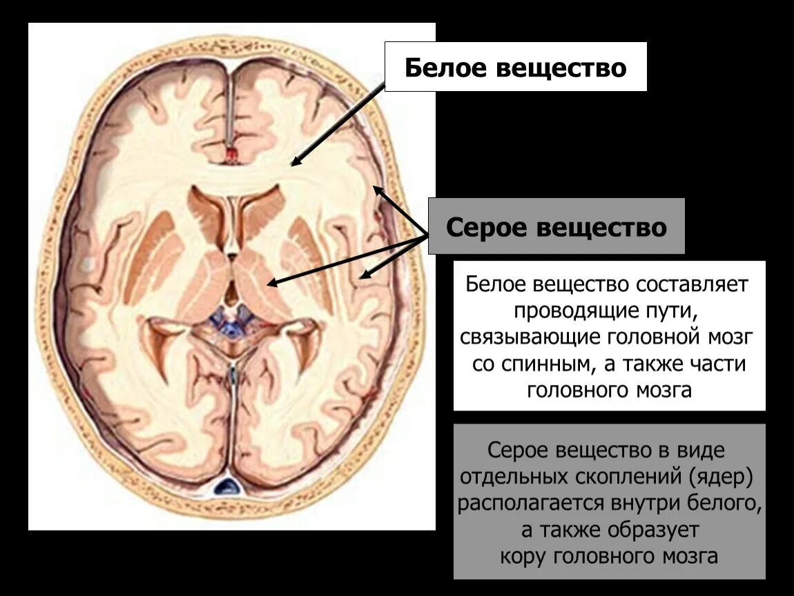 Серое и белое вещество головного мозга. Белое и серое вещество головного мозга функции. Серое и белое вещество головного мозга анатомия. Строение мозга серое и белое вещество