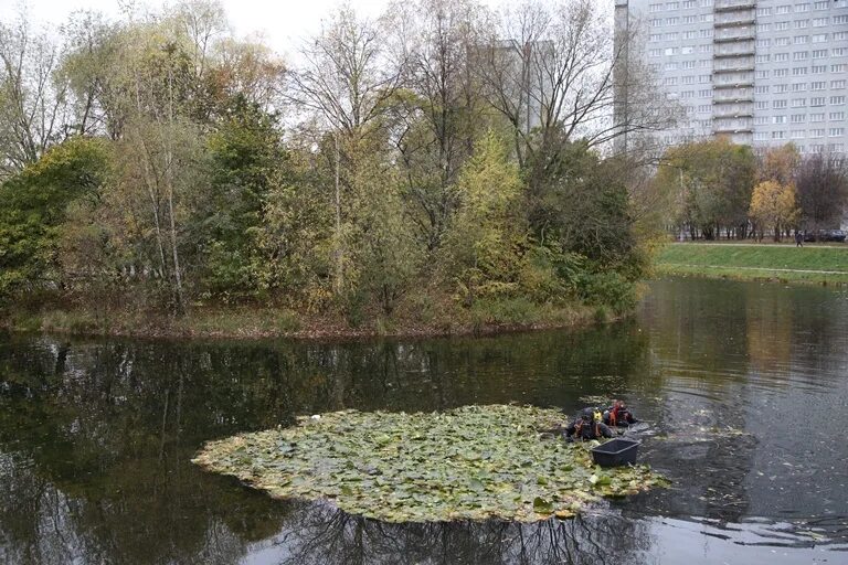 Лазоревые пруды в Свиблово. Кольский пруд в Свиблово. Кольский пруд Москва. Медведковский пруд реконструкция. Реконструкция пруда