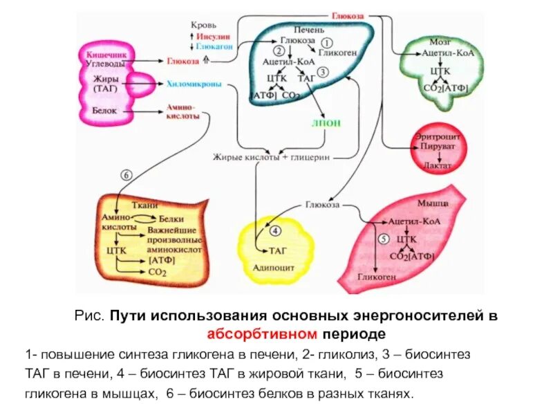 Обмен гликогена в печени схема. Метаболизм углеводов в абсорбтивный период. Гликолиз таг в печени. Метаболизм углеводов в пеяени. В абсортивный период. Печень организма углеводы