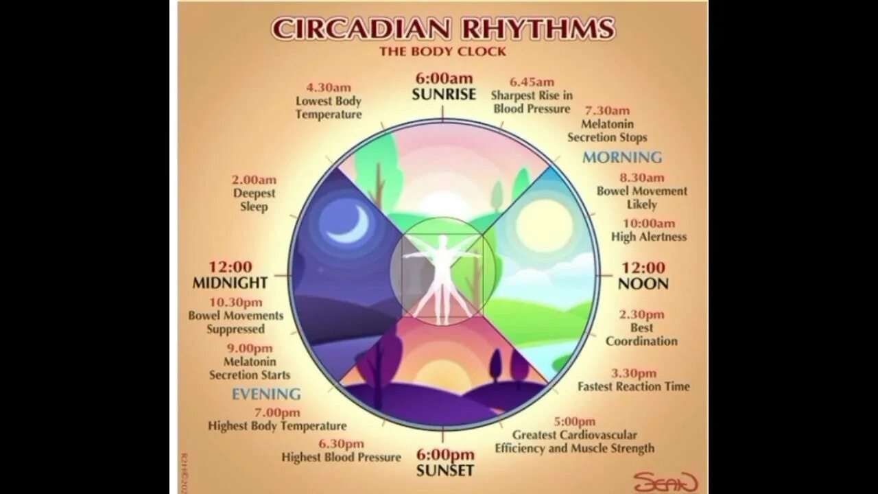 Мелатонин значок. Circadian rhythm drake. Circadian rhythm drake. Circadian clock. Биоритмология картинки.