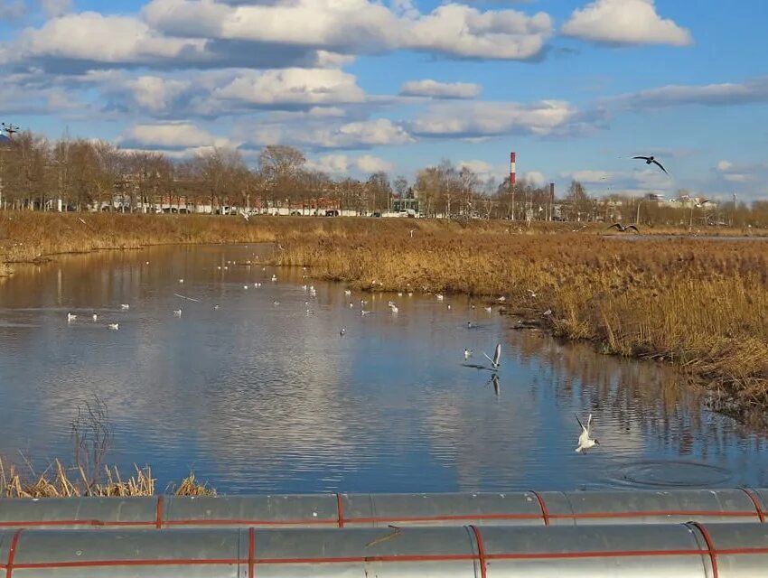 Набережная реки лазури тверь. Река в г. Река лазурь. Исток реки лазурь в твери. Река илистая у ляличей.