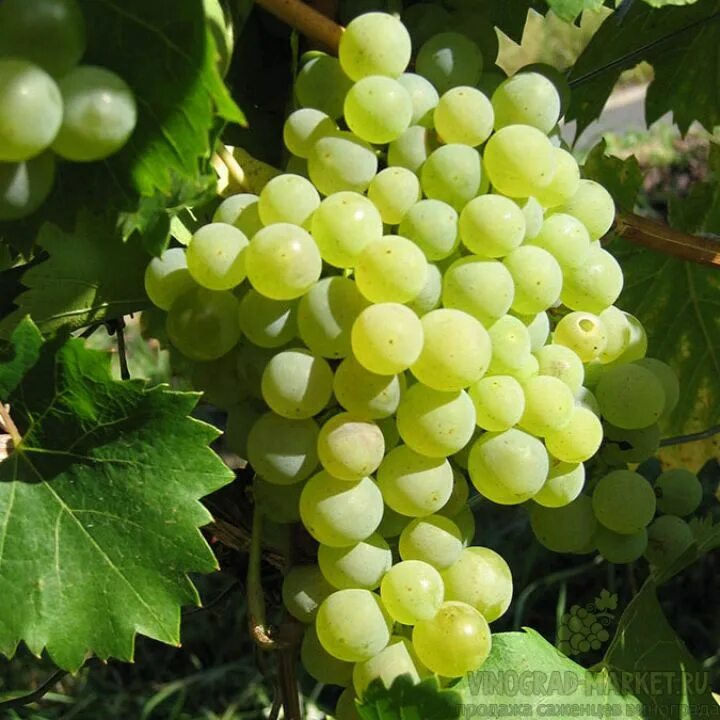 Виноград алекса ранняя. Интернет магазин виноград. Виноград сорт алекса. Виноград алекса (памяти кострикина). Сорт винограда нептун.