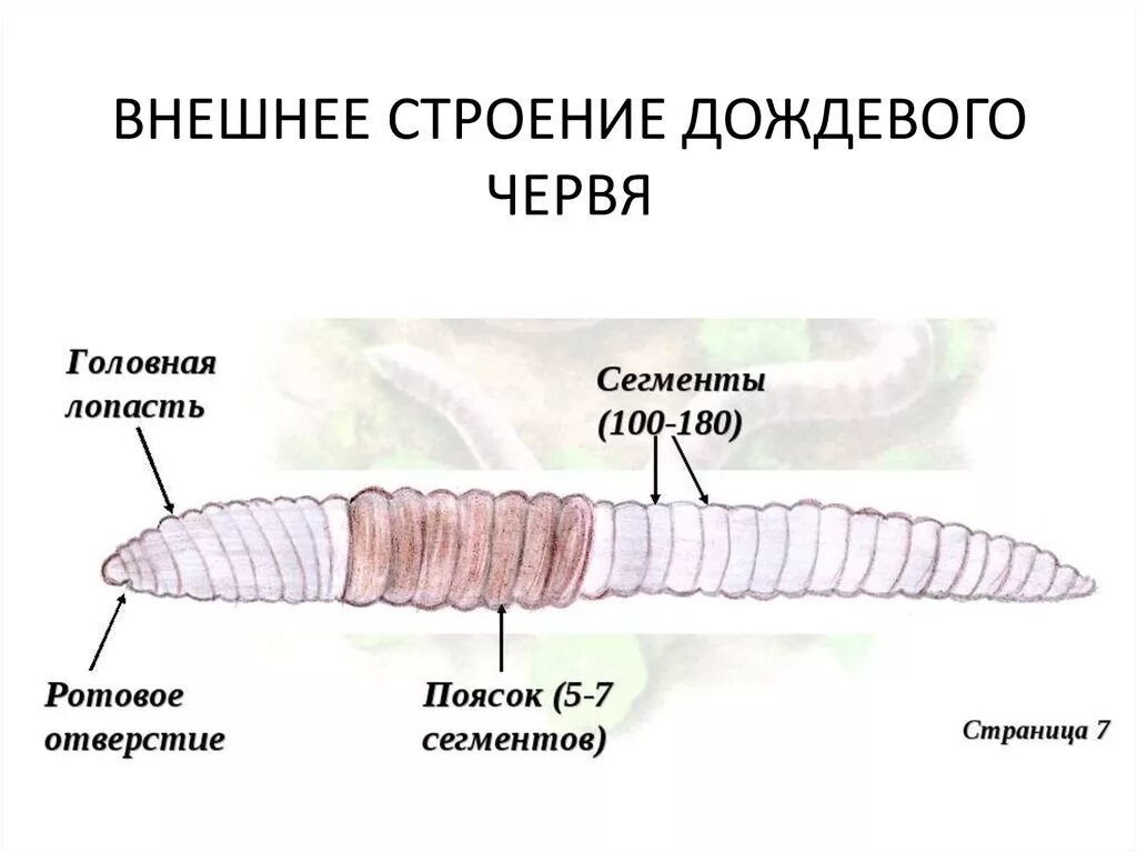 Части тела дождевого червя внешнее строение. Внешний вид и строение дождевого червя. Внешнее строение дождевого червя рисунок. Внешнее строение червя дождевого червя. Рисунок строения червя