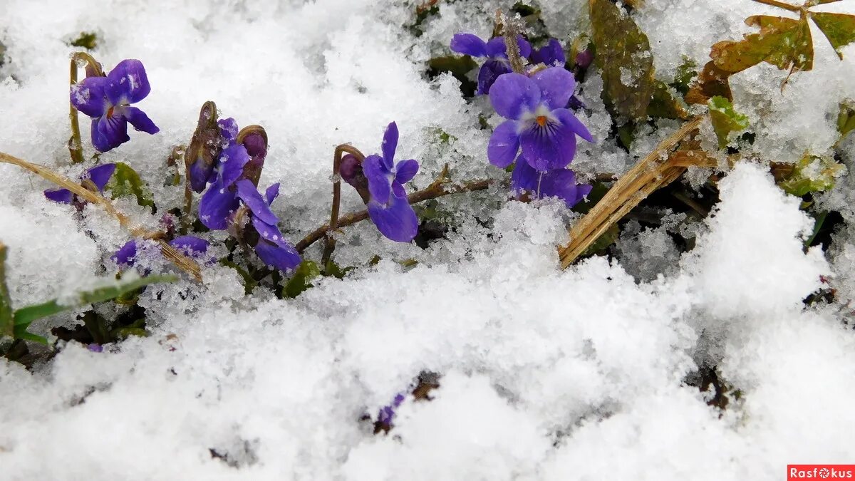Фиалка снежный покров. Зимние фиалки. Фиалка снежный покров. Фиалка изморозь. Фиалка лиловый снег.
