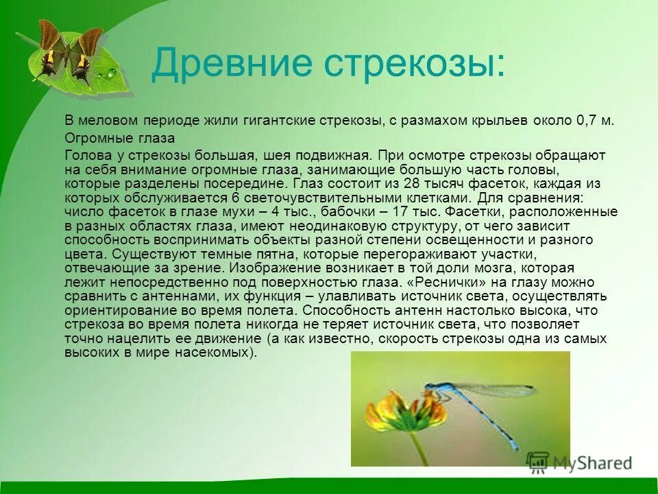 какая масса стрекозы. у насекомых есть душа. звук стрекозы. интересные факты о стрекозах. презентация на тему стрекозы.