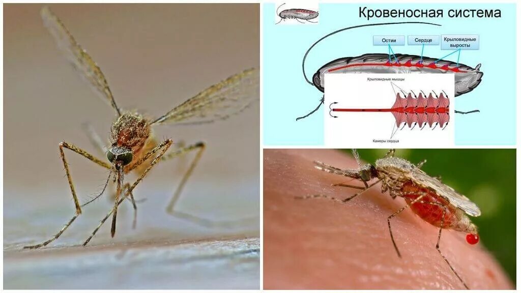 Что есть комары