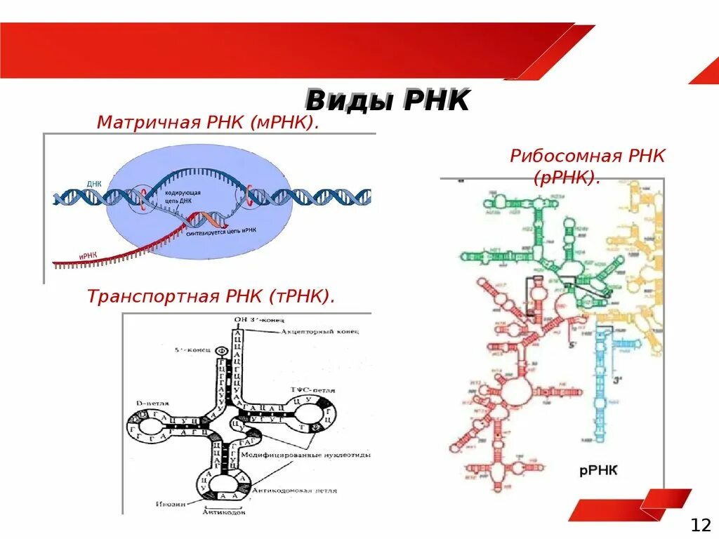 Структура рибосомной РНК. Строение и функции МРНК, ТРНК, РРНК. Информационная РНК транспортная РНК рибосомная РНК. Типы рибосомальной РНК.