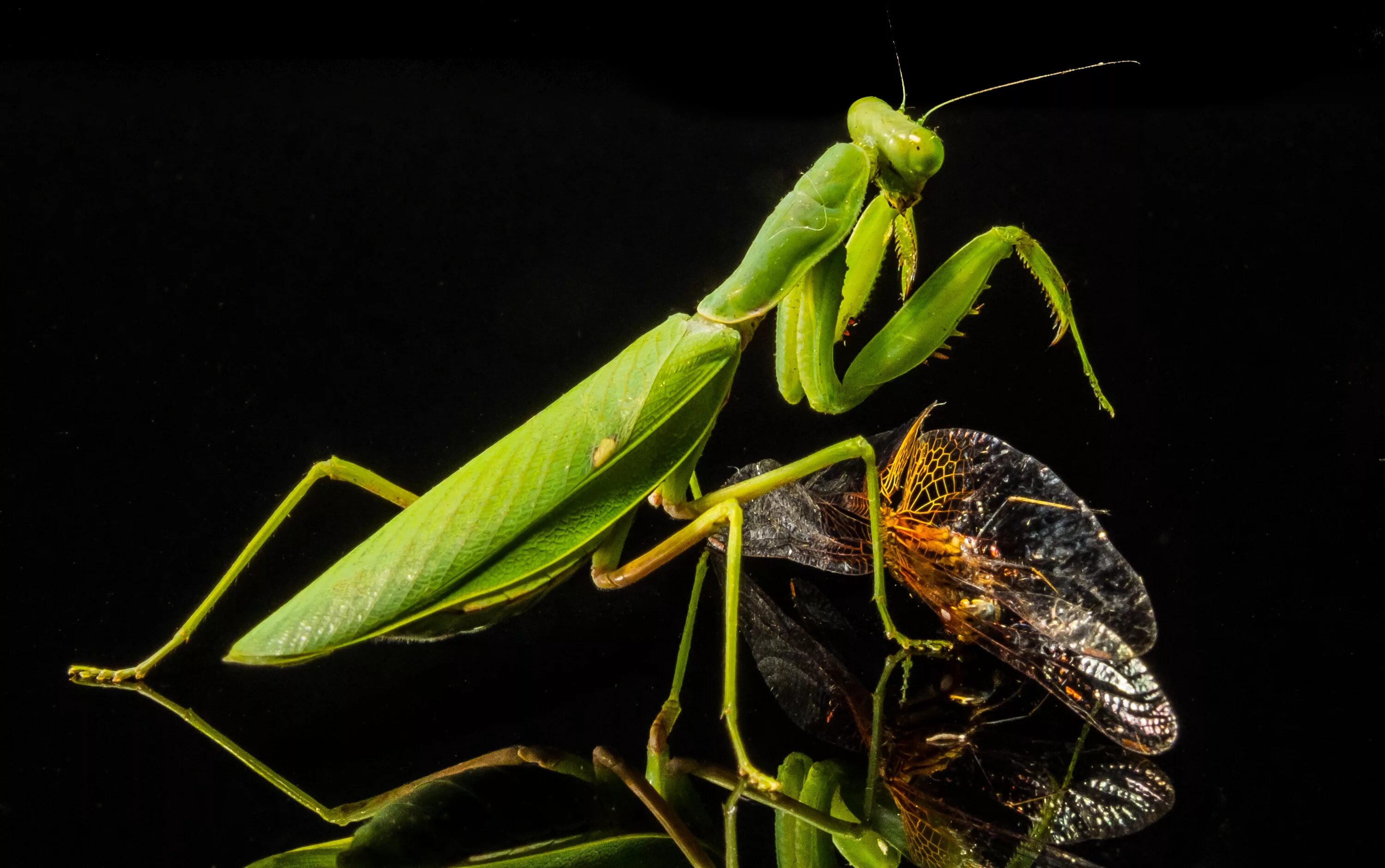 Черный богомол. Мантис богомол. Богомол обыкновенный (Mantis religiosa). Саранча и богомол. Богомол кузнечик Саранча.