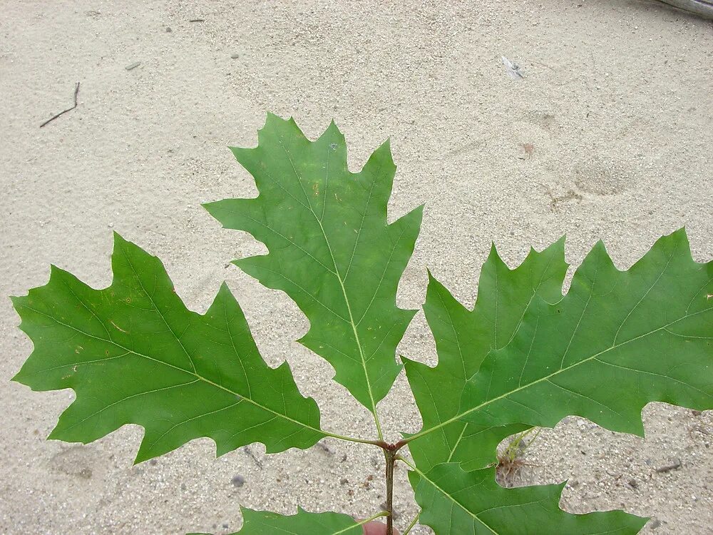 Горючие листья. Дуб красный Quercus rubra. Quercus rubra (дуб красный) 'Aurea'. Дуб красный (Quercus rubra c3 60-100). Дуб клёнолистный (Quercus acerifolia).