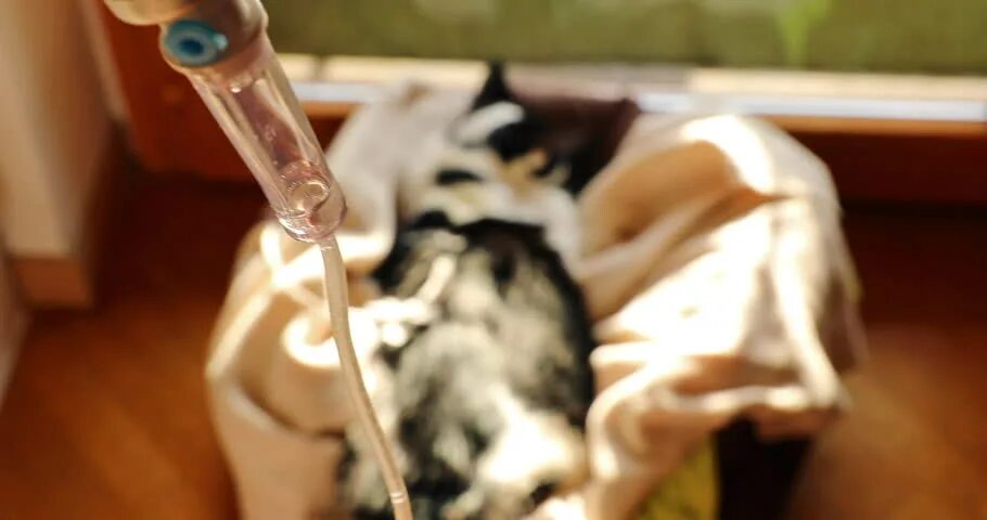 Почечная недостаточность у кошек симптомы. Признаки старости у кота смерти. Смерть кота от старости как это выглядит. Смерть кота от старости как это выглядит. Умирает кот хпн.