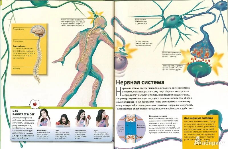 Книга лабиринты мозга. Книга лабиринты мозга