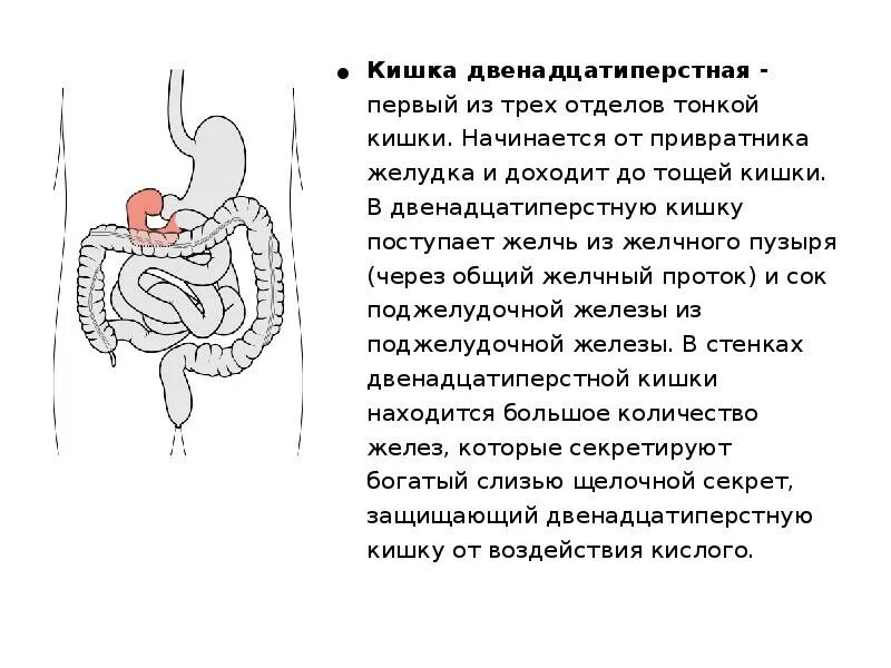 Двенадцатиперстная кишка процесс пищеварения. Привратник двенадцатиперстной кишки. Привратник 12 перстной кишки. Желудок и двенадцатиперстная кишка.