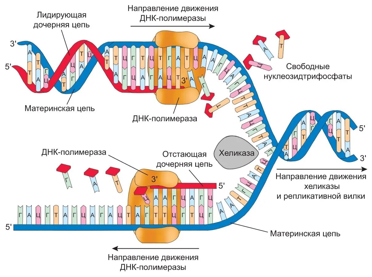 Днк готов. Элонгация репликации ДНК схема. Репликация ДНК У прокариот схема. Инициация репликации ДНК схема. Схема репликации ДНК эукариот.