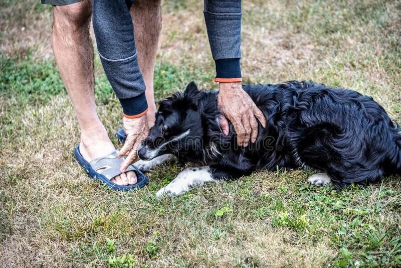 Собака кусает людей сон. Агрессивная собака. Собака кусает людей сон. Драная собака на белом фоне. Собака вцепилась в руку.