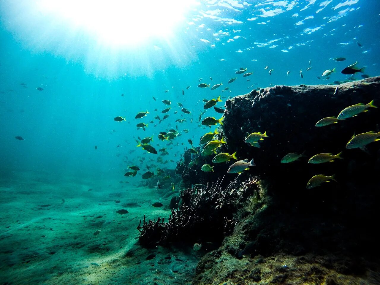 Эвфотическая зона мирового океана. Меренский риф. Дно океана. Подводные пейзажи.
