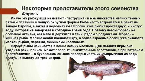 Форель среда обитания