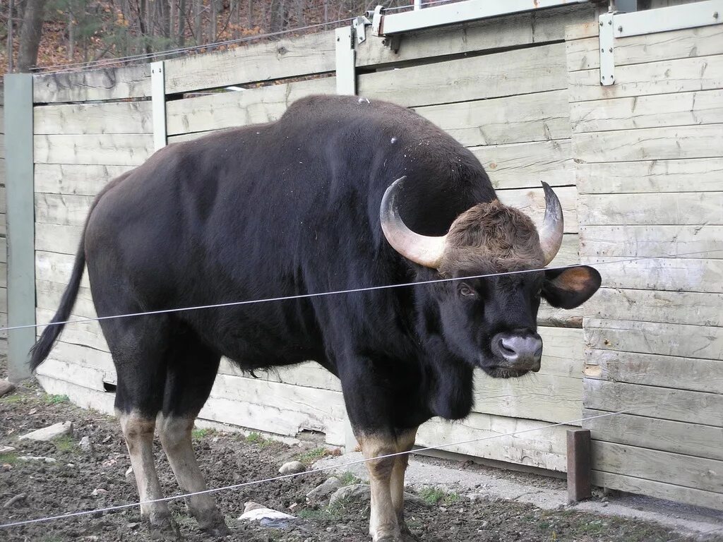 Большой бык. Самый большой бык в мире Гаур. Бык Гаур вес. Бык Доннето. Гаур порода коров.