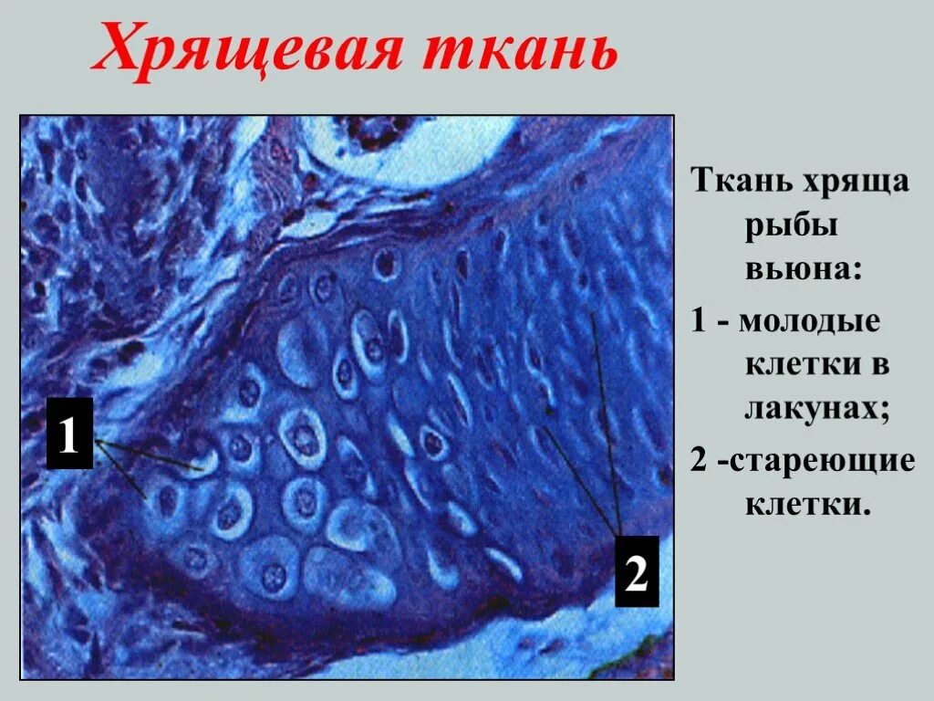 Хрящевая ткань. Хрящевая ткань рыбы. Клетки хрящевой ткани. Хрящевые клетки.