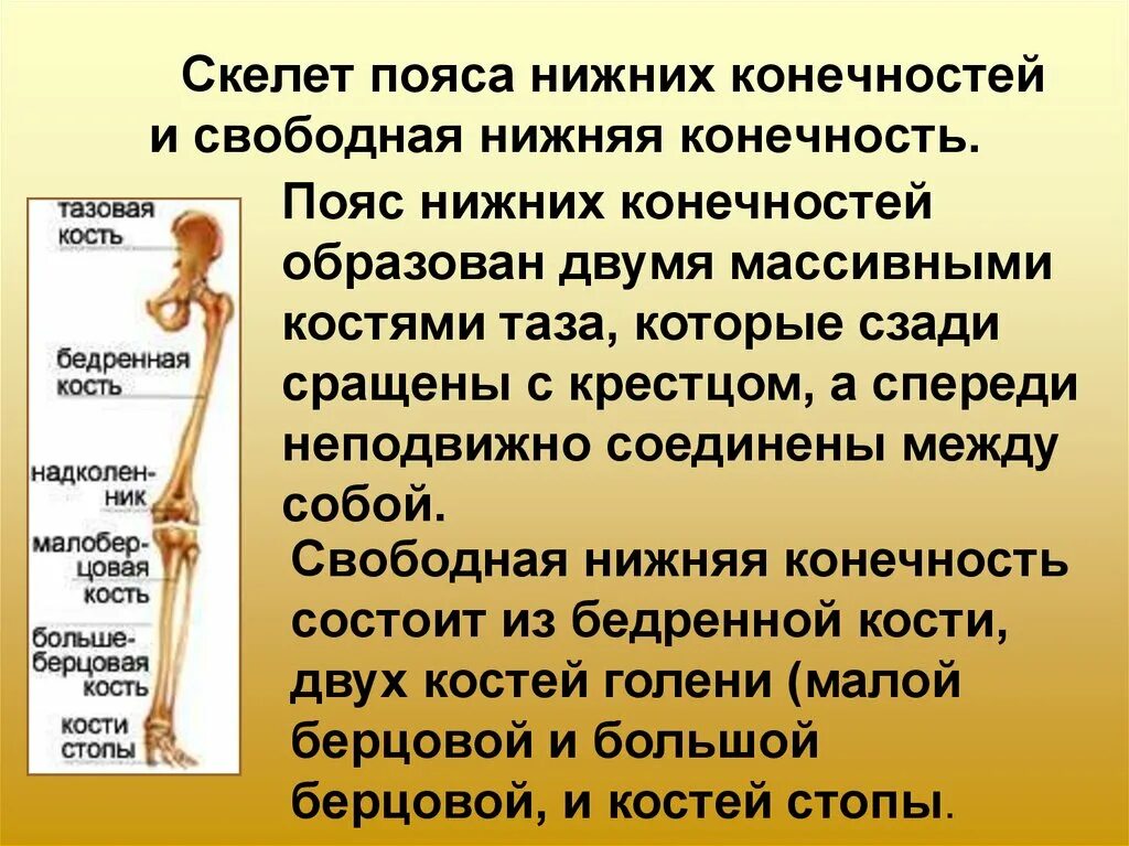 Тема скелет конечностей. Скелет пояса и свободной нижней конечности. Опорно двигательная система пояс нижних конечностей. Скелет нижних конечностей соединение костей нижних. Кости пояса костей и свободной нижней конечности.