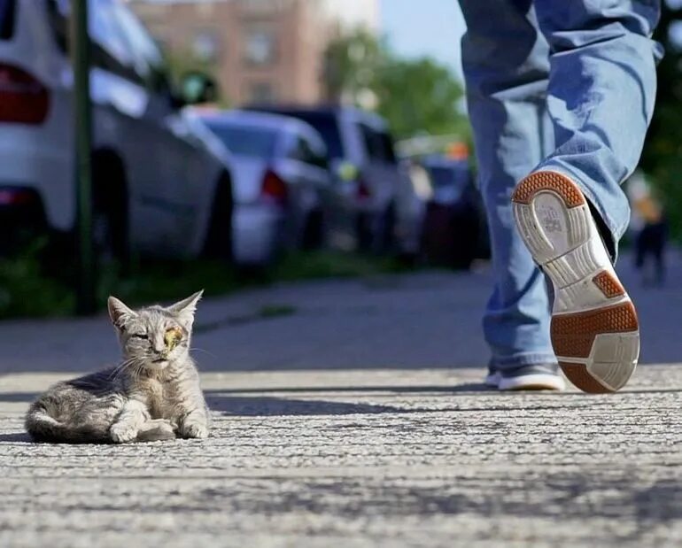 Кидать кошку. Кошка на улице. Уличные котята. На тротуаре кот. Кошка на дороге.