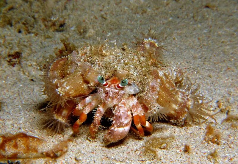 Краб декоратор gracilis. Краб декоратор. Краб декоратор. Краб маскирующийся под коралл. Краб декоратор.