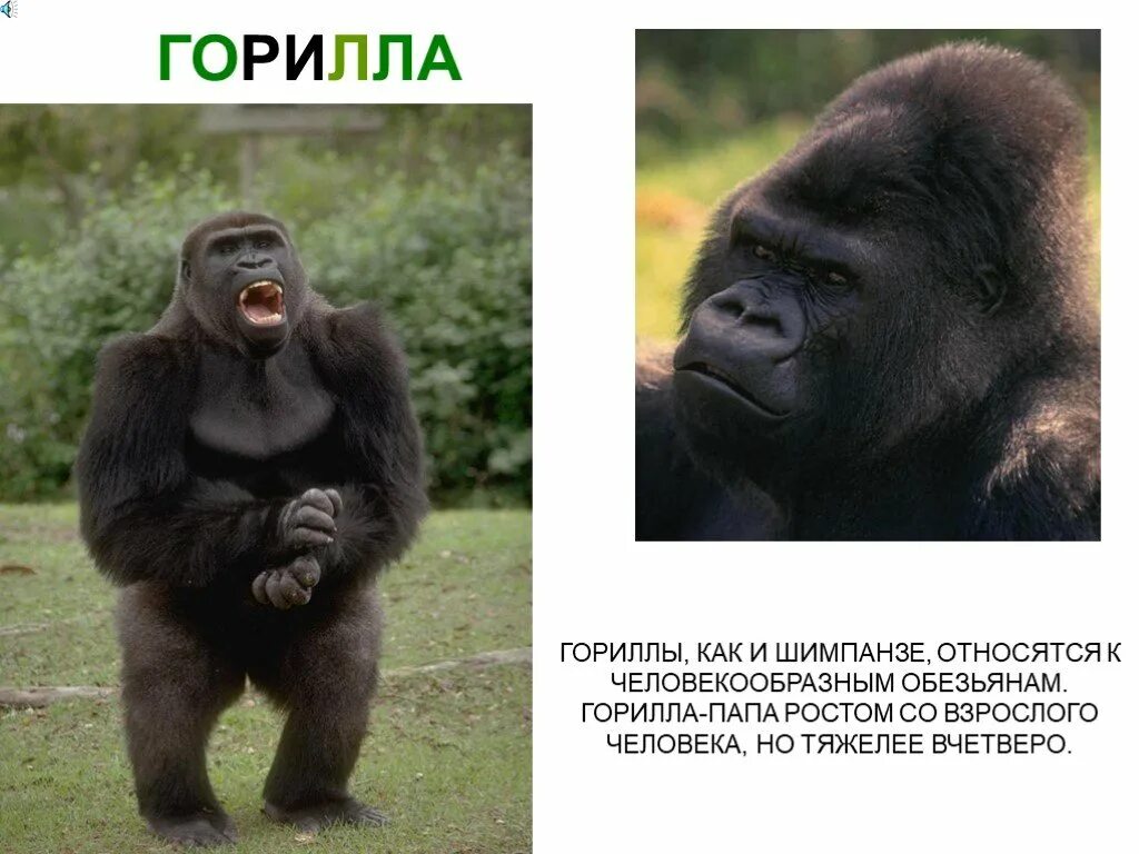 Тетя горилла героиня стихотворения. Шимпанзе. горилла презентация. гориллы в африке. презентация протгариллу.