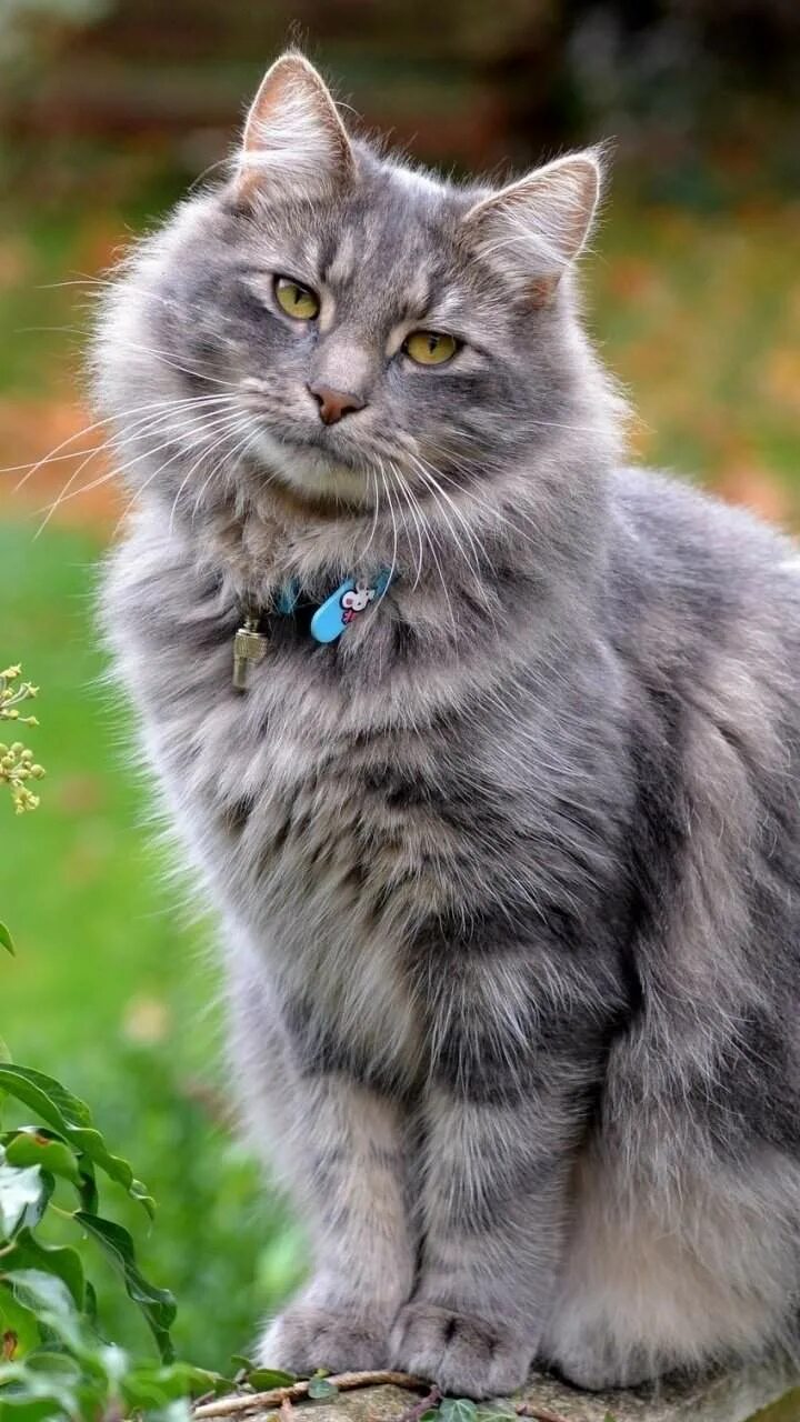 HD desktop wallpaper: Cats, Cat, Kitten, Animal, Baby Animal, Stare download fre