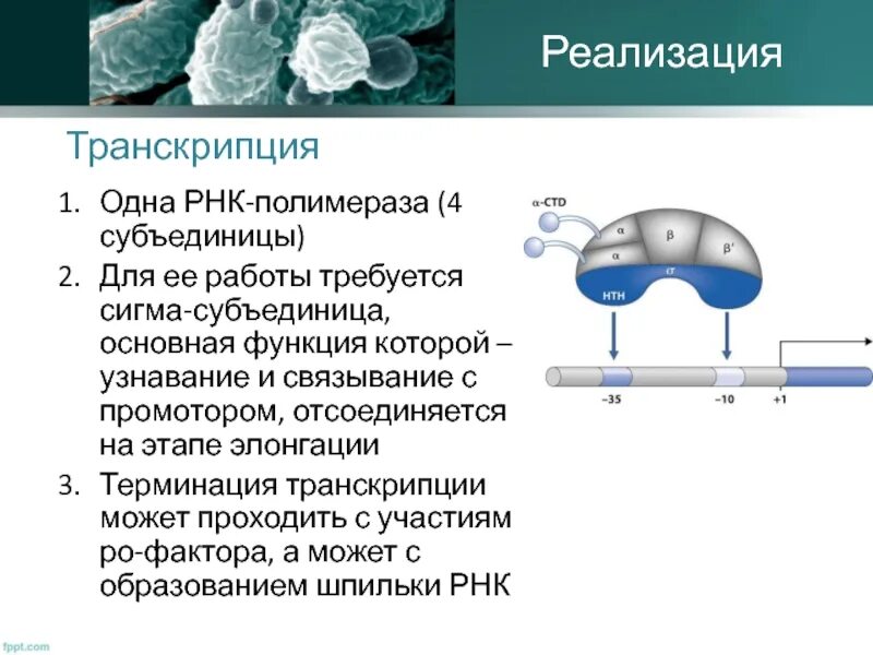 РНК полимераза строение субъединицы. РНК полимеразы прокариот. Роль Сигма субъединицы РНК полимеразы. Строение РНК полимеразы у прокариот.