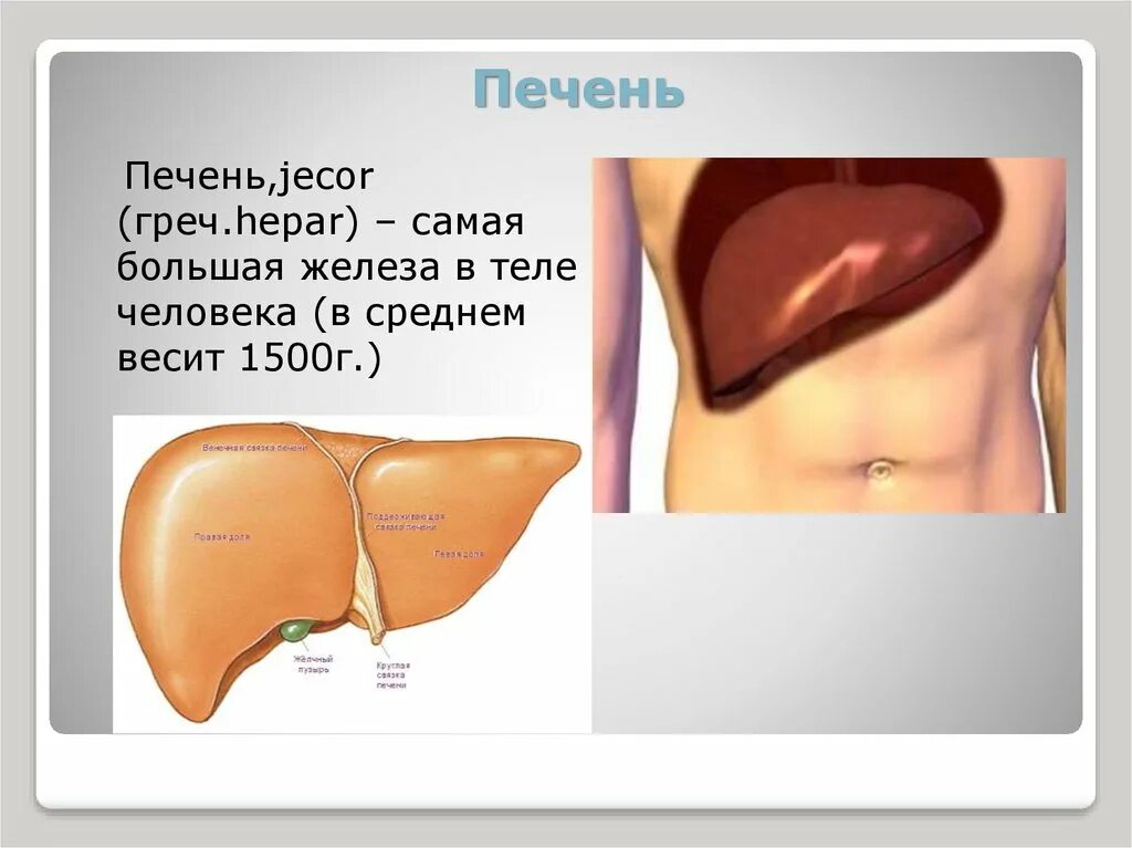 С какой стороны находится печень у мужчин. Где находится печень. Печень человека расположение.