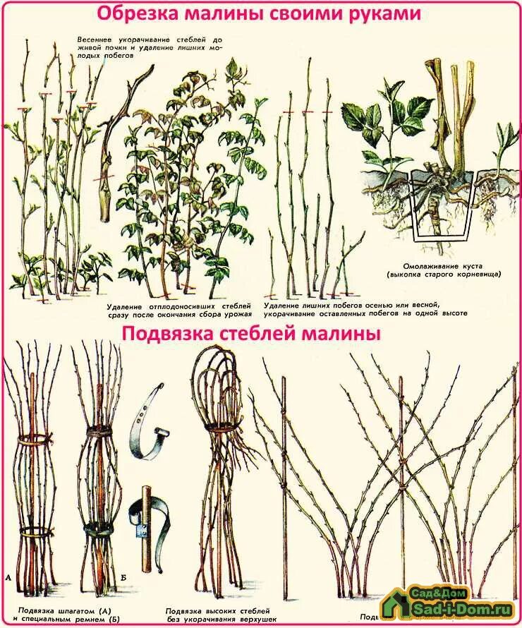 Как правильно ухаживать за малиной. Схема обрезки ремонтантной малины осенью. Как обрезать малину весной схема. Обрезка ремонтантной малины весной. Кусты малины весной обрезать.