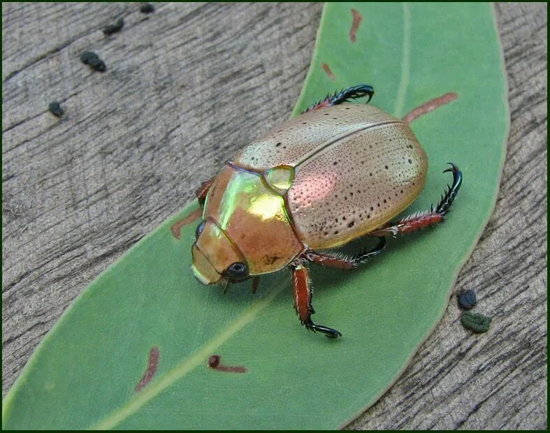 Chrysina Жук. Chrysina resplendens. Жук золотистая бронзовка. Chrysina Пластинчатоусые.