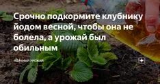 Обработка клубники йодом. Подкормить клубнику весной. Подкормка клубники весной. Йод как удобрение для клубники. Коктейль для клубники весной с йодом.