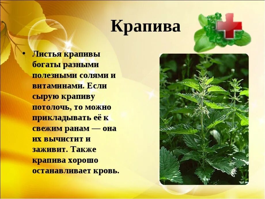 Крапиву запоминаем огэ
