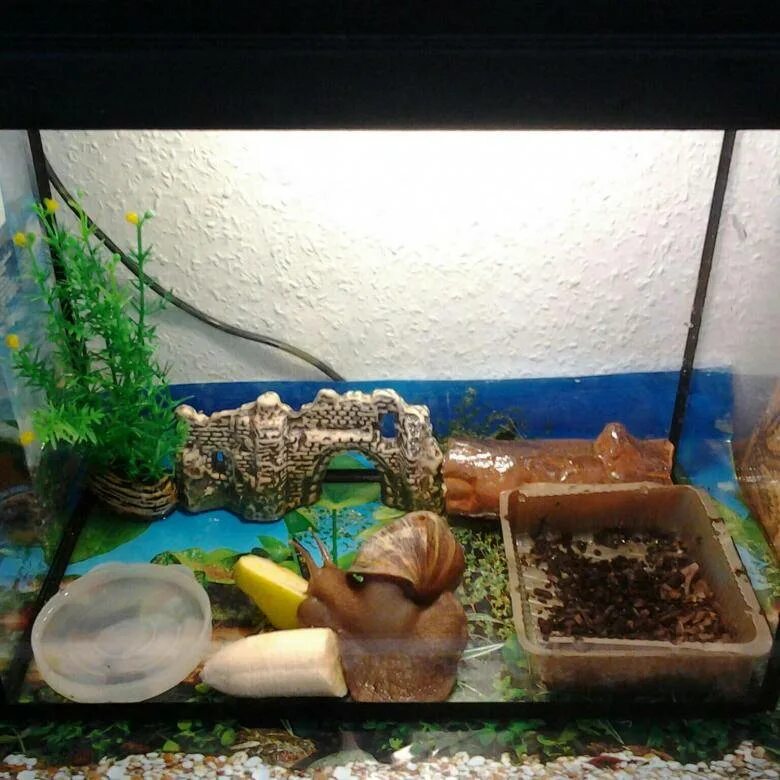 Домик для улитки. Улитка ахатина террариум. террариум для улитки ахатины. террариум для улиток ахатин. улитка ахатина террариум обустройство.