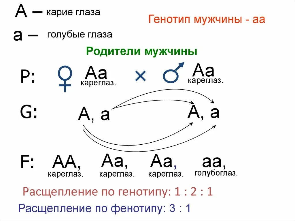 Какой генотип у родителей. Карие глаза генотип. Генотип АА. Генотип голубоглазого. Генотип мужчины.