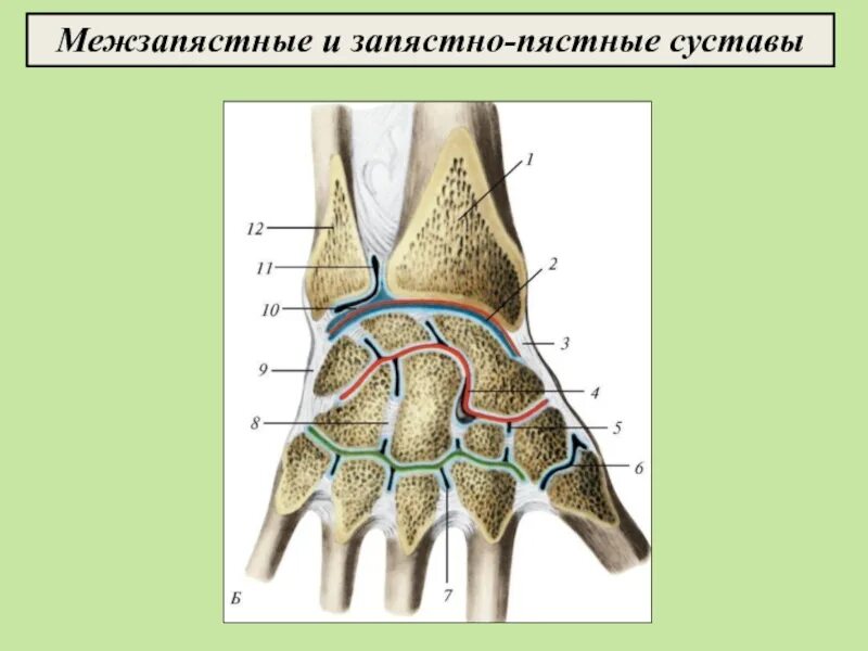 Среднезапястный сустав. Запястно-пястный сустав 1 пальца. среднезапястный сустав анатомия. запястно пястный сустав анатомия. строение лучезапястного сустава.