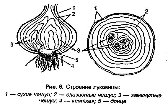 Сухие чешуйчатые листья