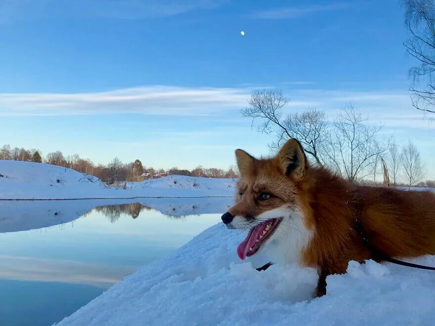 Горная лисица Крыма. Лисы в Крыму. Горные лисы. Лиса на Крымском берегу. Fox wild