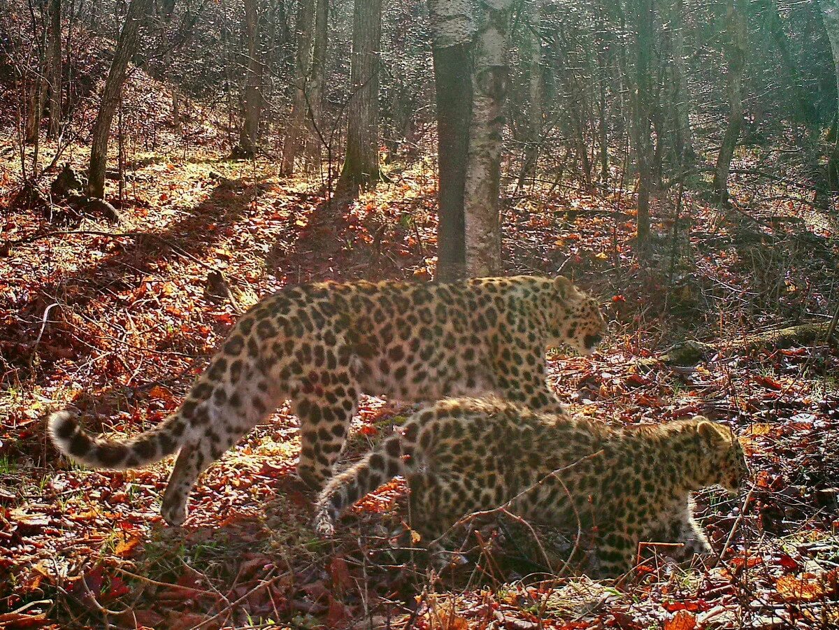Дальневосточный леопард котята. Леопард приморский край. Дальневосточный леопард. Заповедник земля леопарда приморский край. Земля леопарда национальный парк.