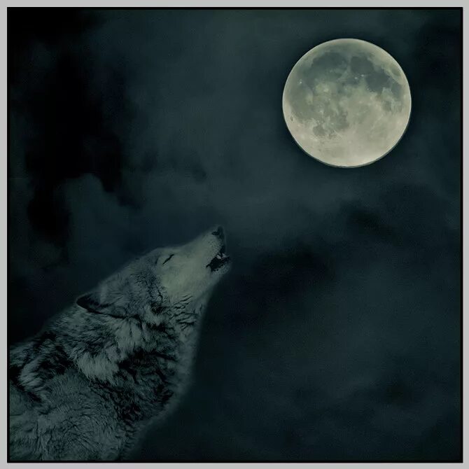 Одинокий волк цитаты. Одинокий волк лишь один. Одинокий волк лишь. Одинокий волк лишь один. Одинокий волк клип.