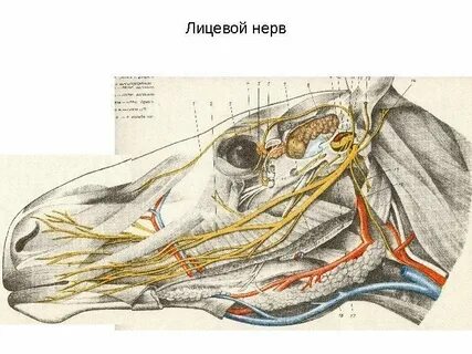 Черепно лицевые нервы