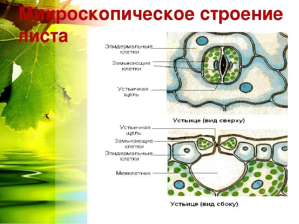 К какой ткани относится устьица у растений. Клеточное строение листовой пластинки 6 класс биология. Таблица клеточное строение листовой пластинки 6 класс. Внутреннее строение листа 6 класс биология. Внутреннее строение мякоти листа 6 класс.