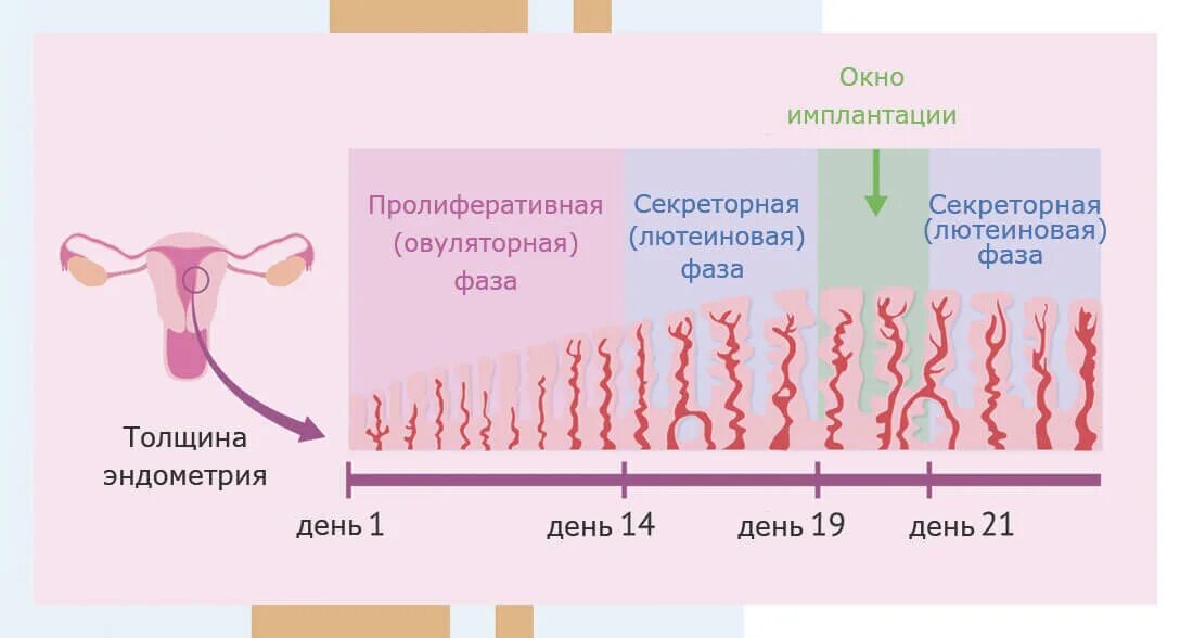 Эндометрий второй фазы цикла. Толщина эндометрия для менструационного цикла. эндометрий первой фазы менструационного цикла. эндометрий в 1 фазу цикла. норма эндометрия по дням цикла.